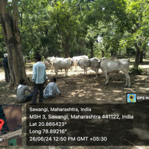 Cattle_Market_SW_original